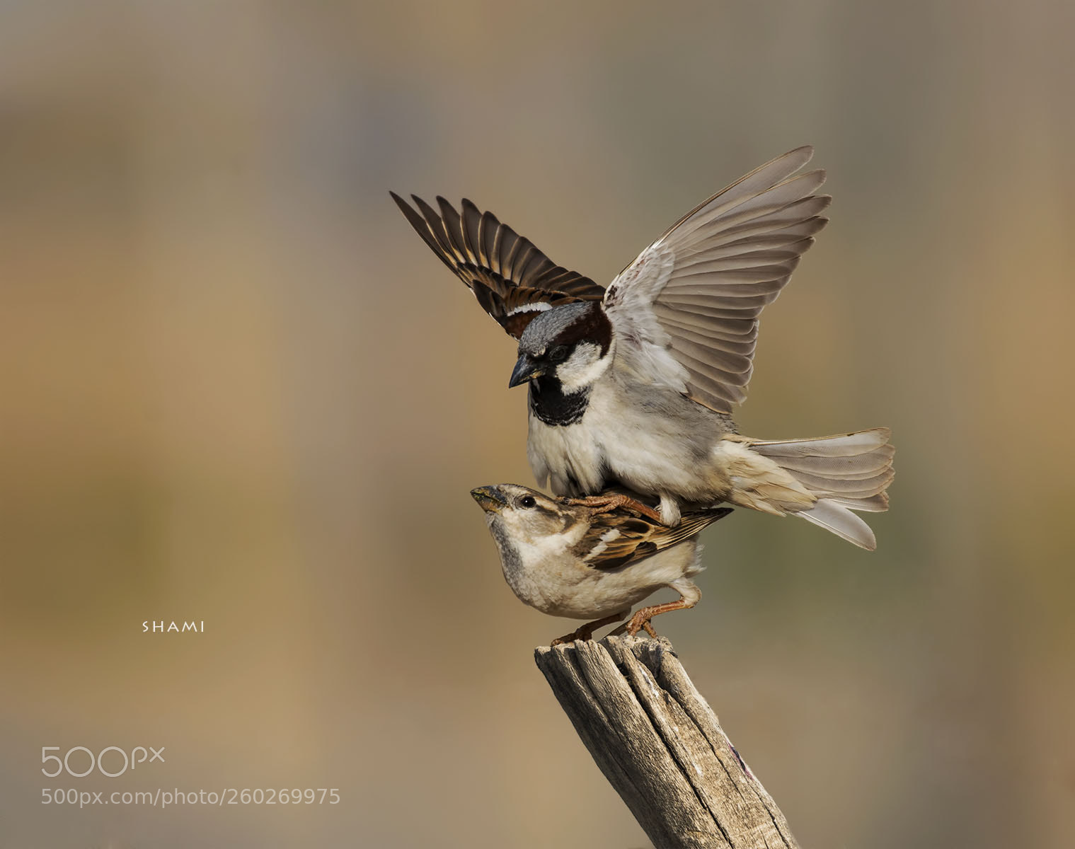 Nikon D800E sample photo. Sparrow the king photography