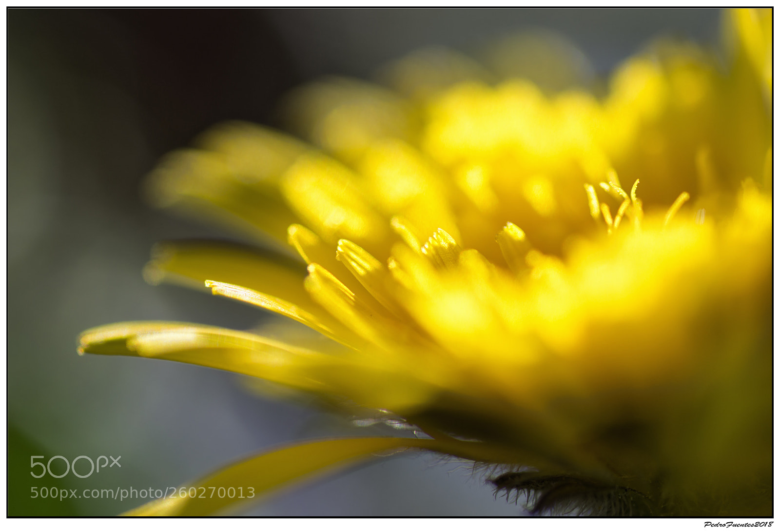 Nikon D3200 sample photo. The thin yellow line... photography