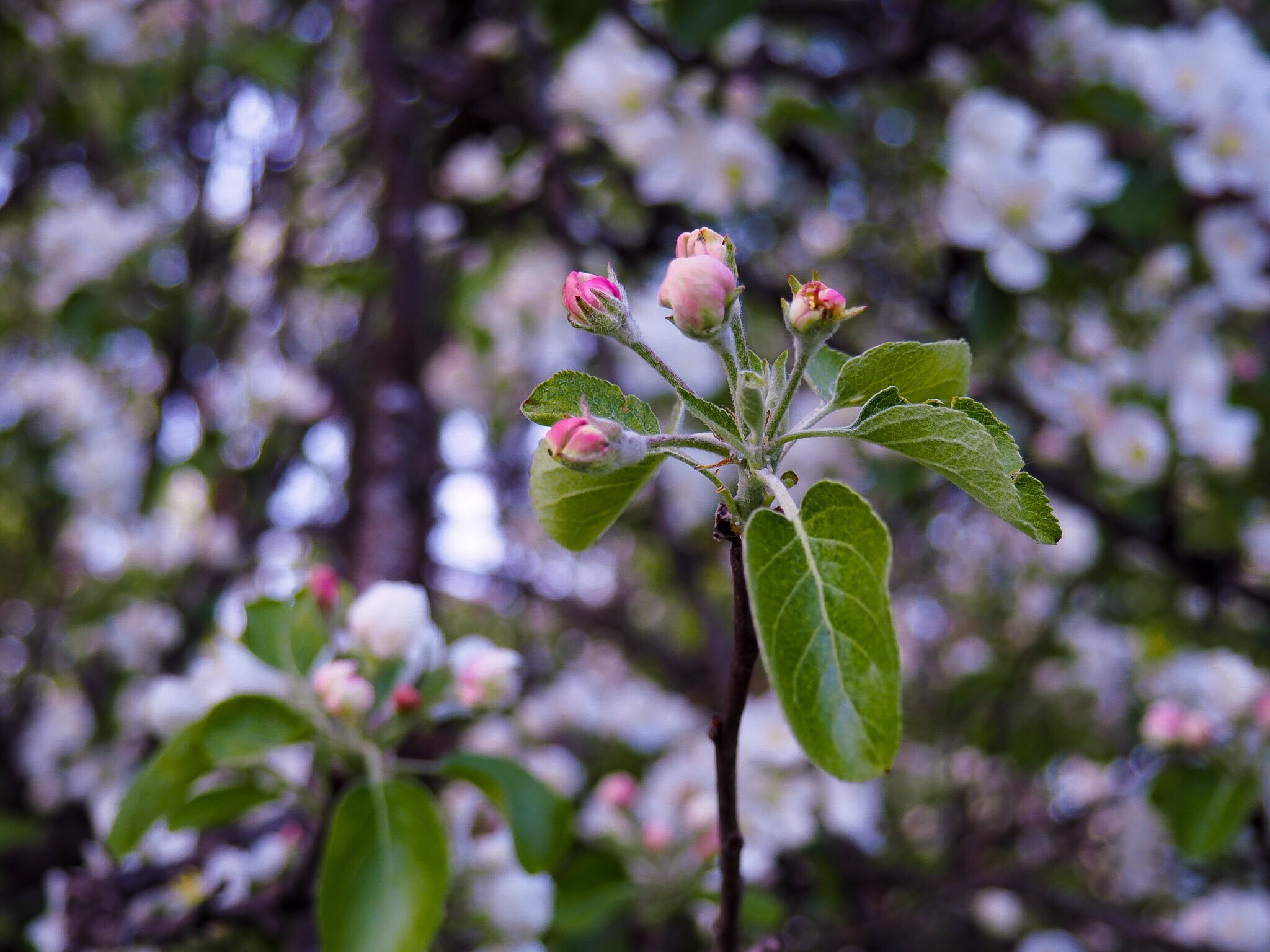 Olympus PEN E-PL7 sample photo. Appel blossom photography