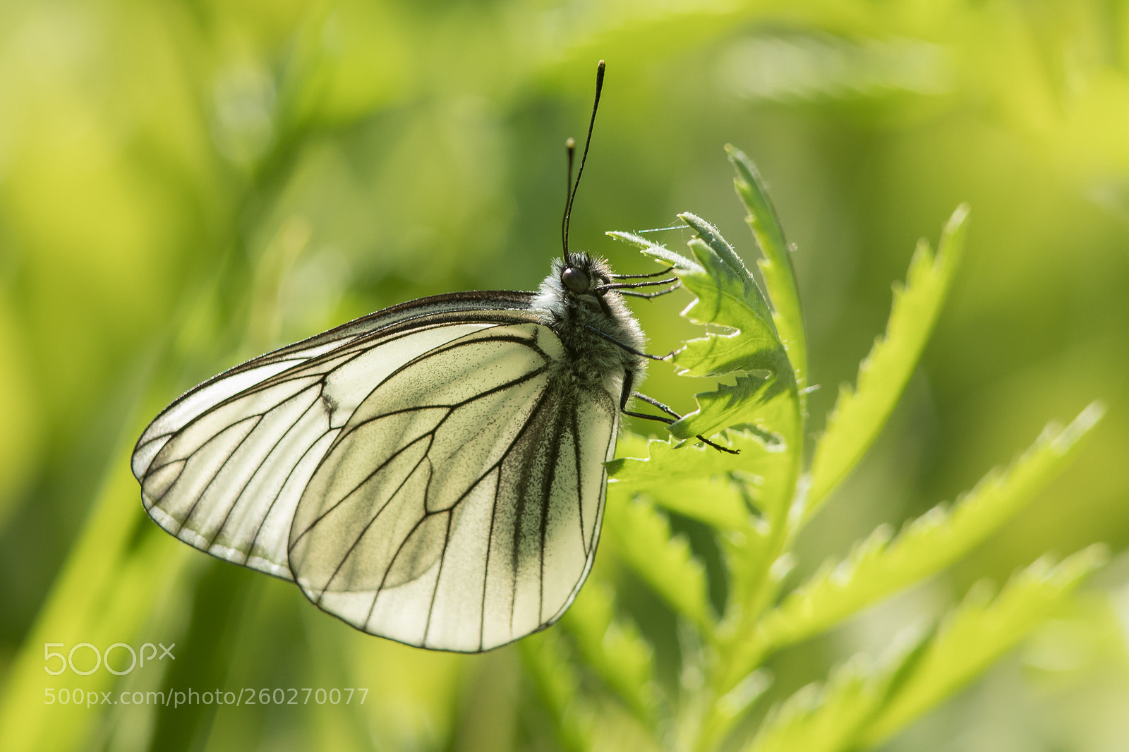 Canon EOS 5D Mark IV sample photo. Aporia crataegi photography