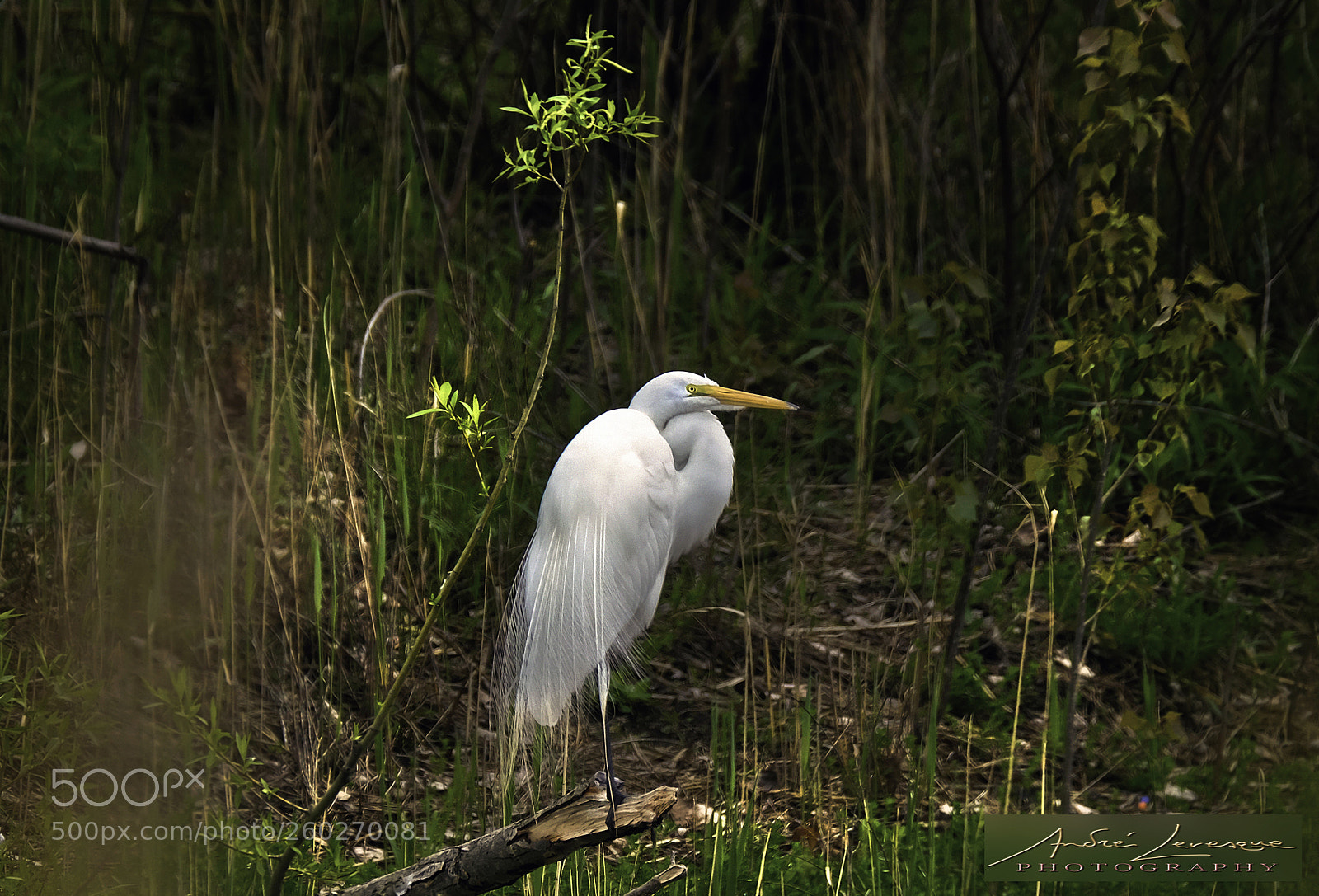 Fujifilm X-T10 sample photo. Great egret 2 photography