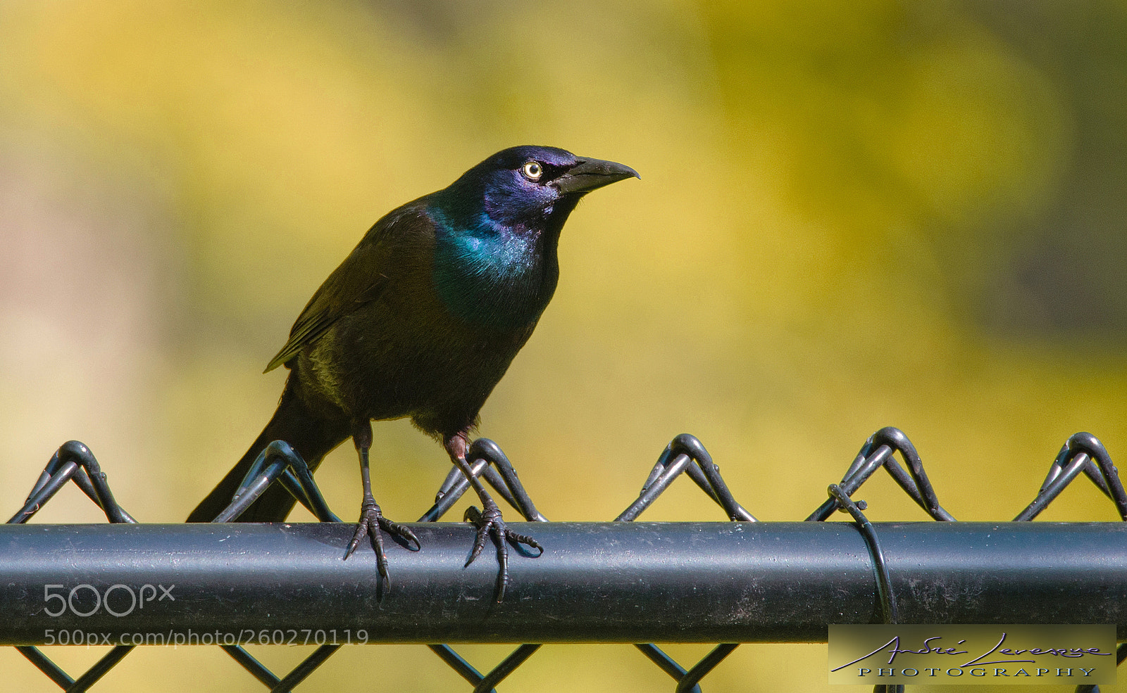 Nikon D7000 sample photo. Common grackle photography