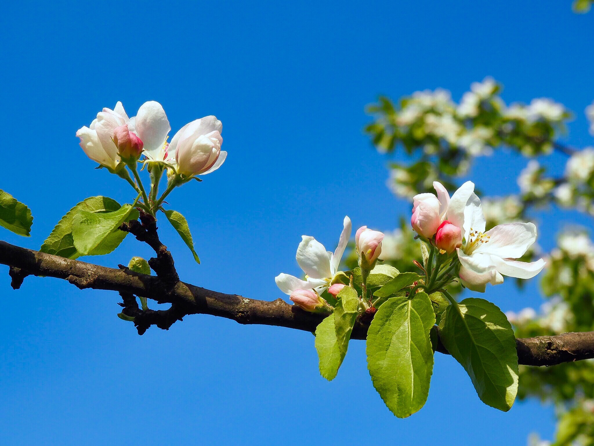 Olympus PEN E-PL7 sample photo. Appel blossom  photography