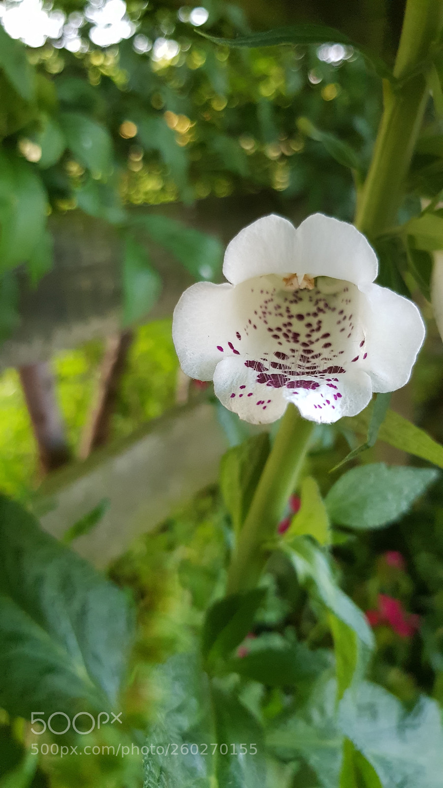 Samsung Galaxy S8 sample photo. Digitalis photography
