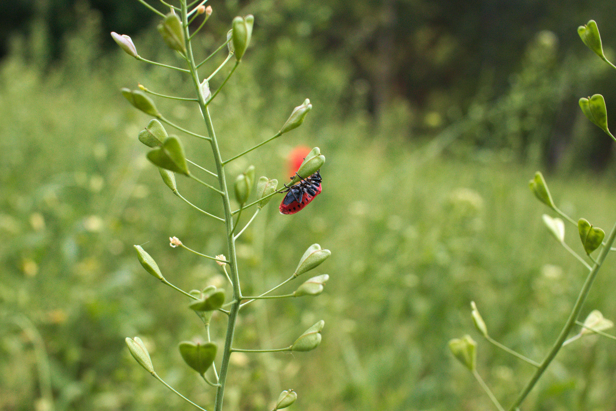 Canon EF-S 24mm F2.8 STM sample photo