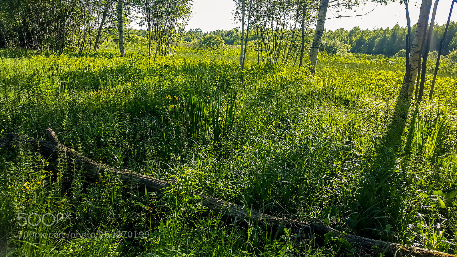 Samsung Galaxy S6 sample photo. Lake bank photography