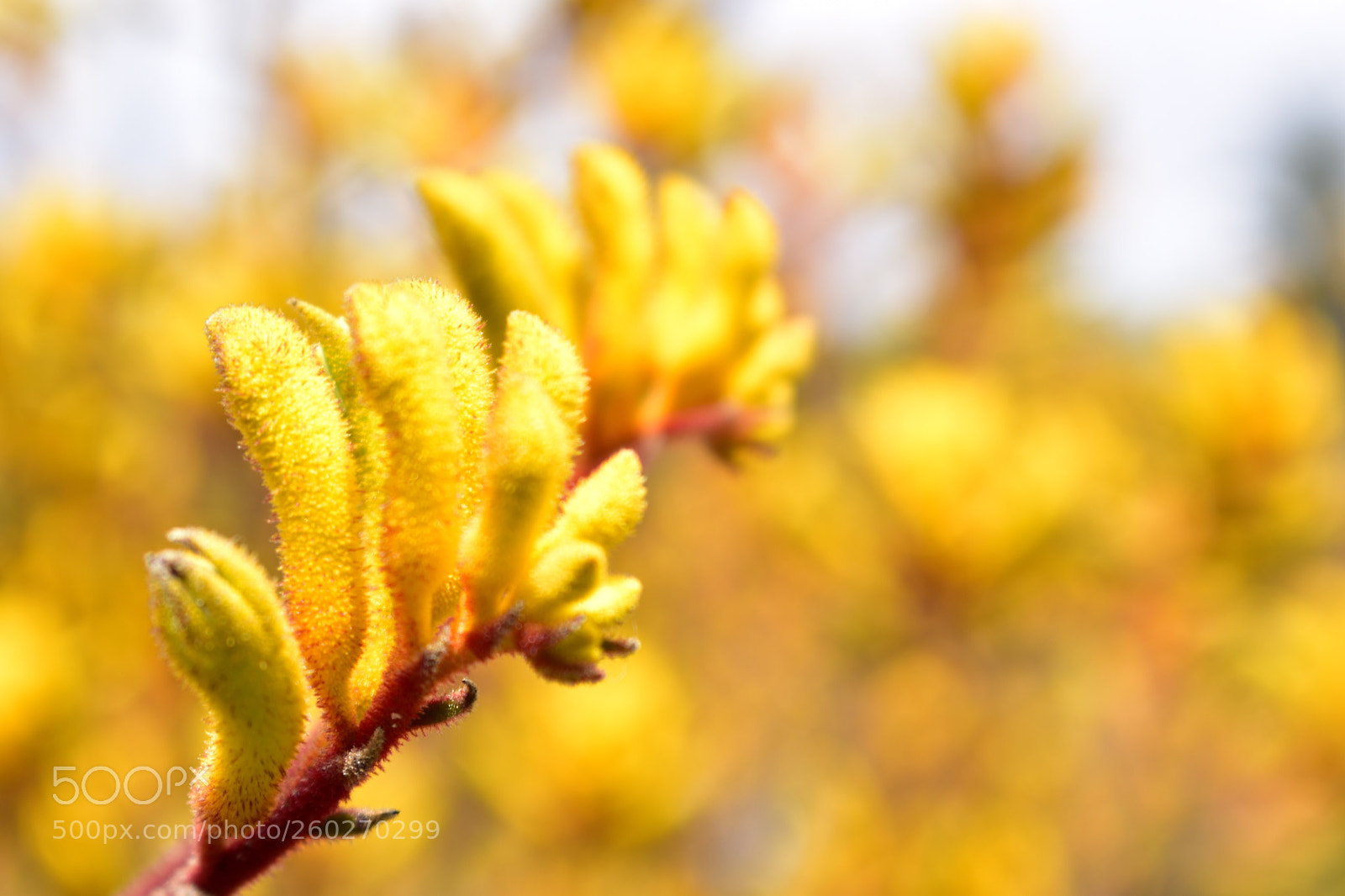 Nikon D5600 sample photo. Golden nature photography