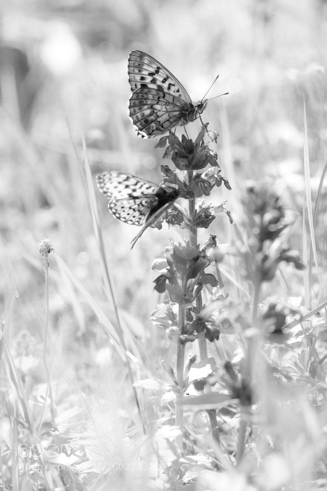 Fujifilm X-T2 sample photo. On top photography
