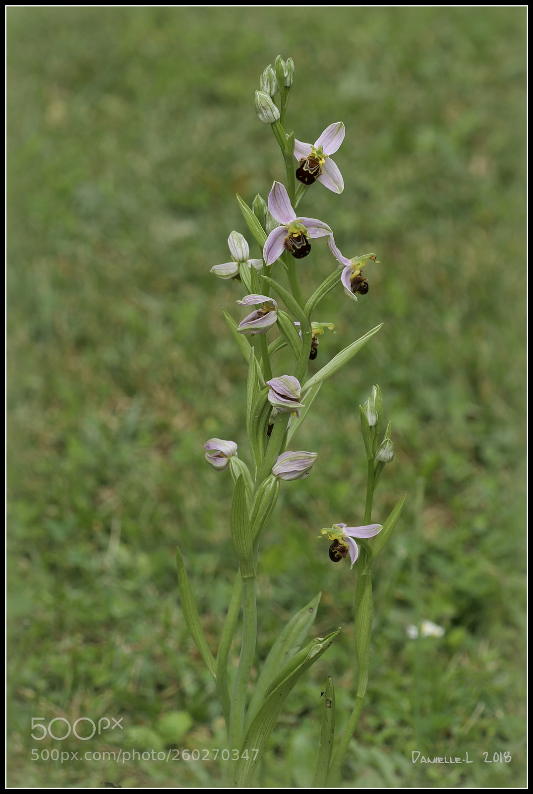 Panasonic Lumix DC-G9 sample photo. Ophrys apifera photography