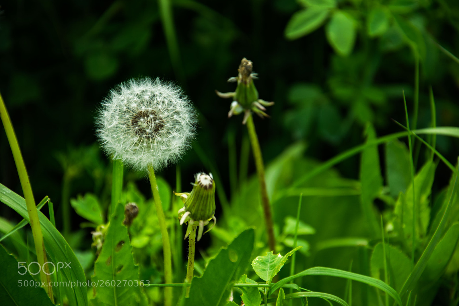 Nikon D3300 sample photo. Dandelions photography