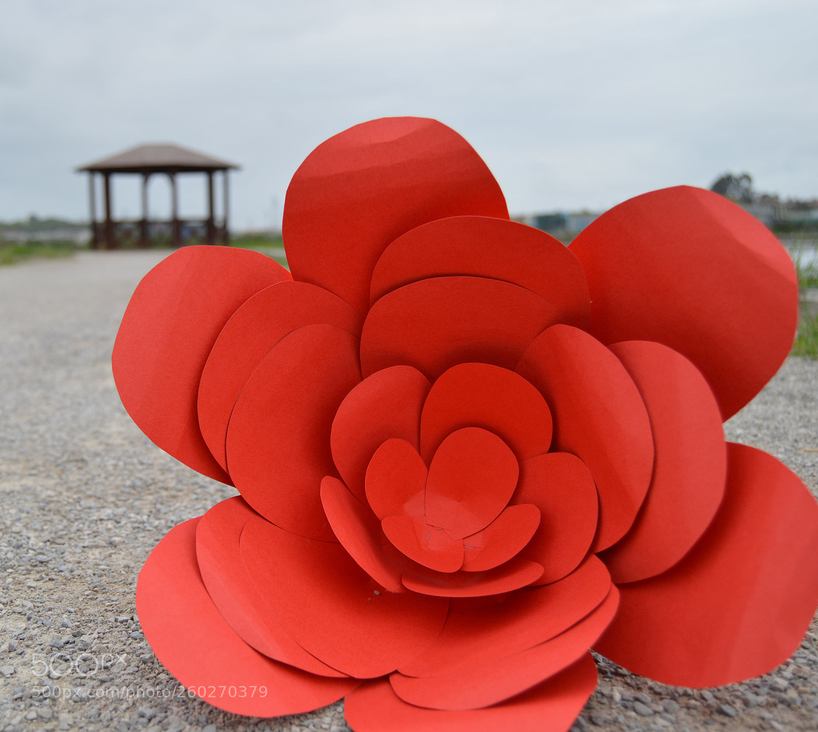 Nikon D3200 sample photo. Flower red photography
