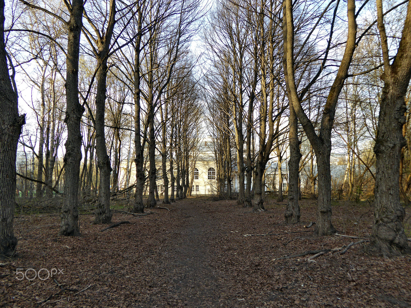 Panasonic Lumix DMC-ZS40 (Lumix DMC-TZ60) sample photo. A lime avenue by the theater. spring. april. photography