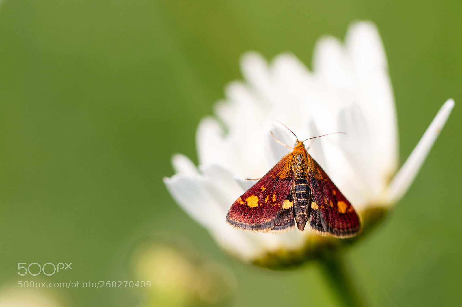 Canon EOS 70D sample photo. Mint moth photography