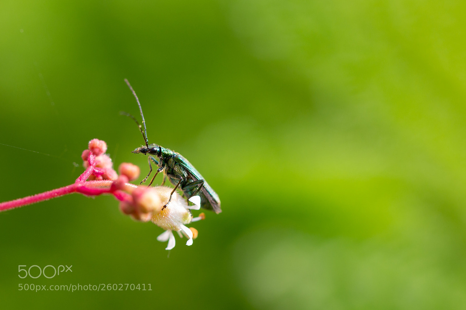 Canon EOS 70D sample photo. Flower beetle photography