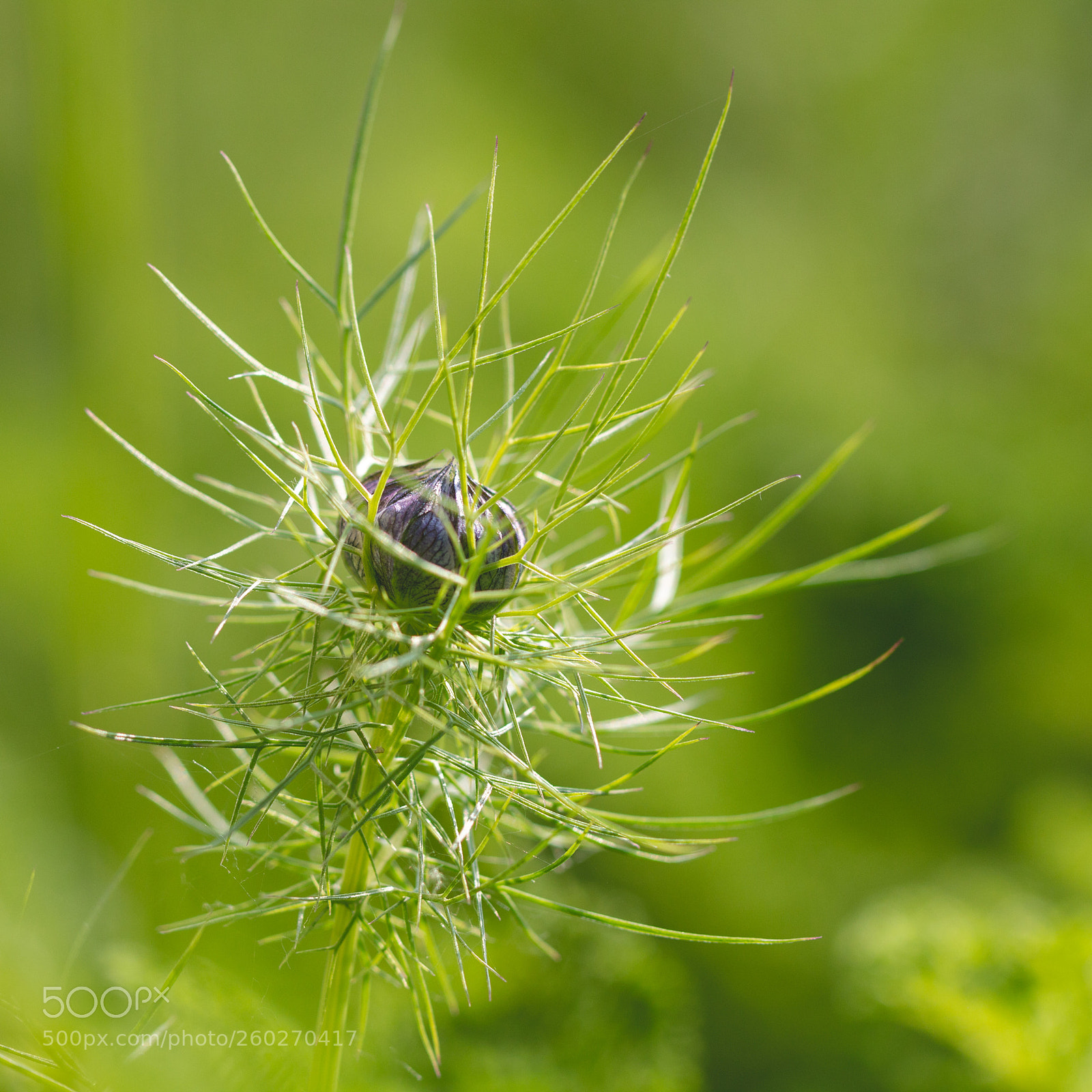 Canon EOS 70D sample photo. Love-in-a-mist photography