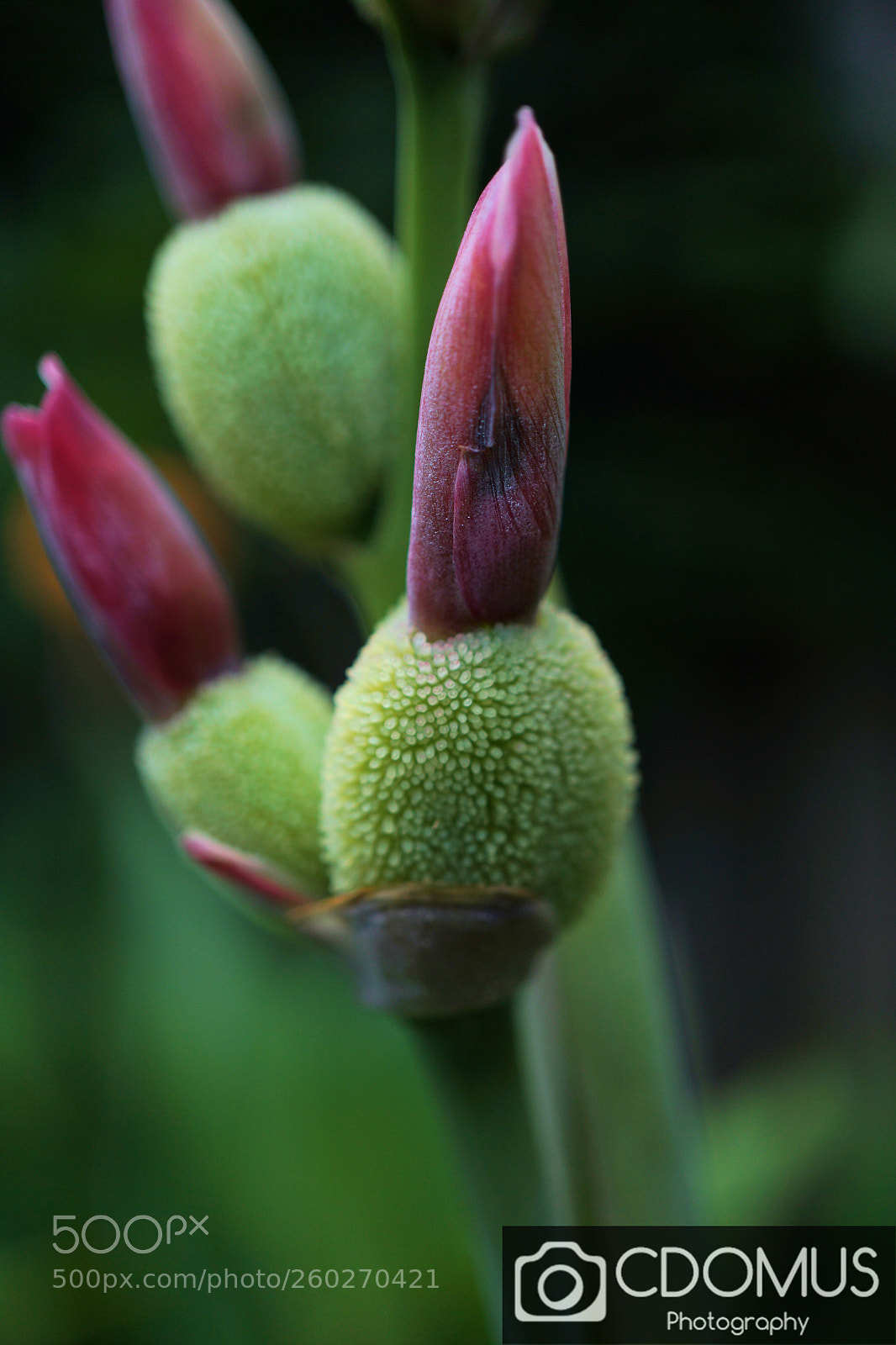 Sony a6000 sample photo. Bloomimg in spring photography