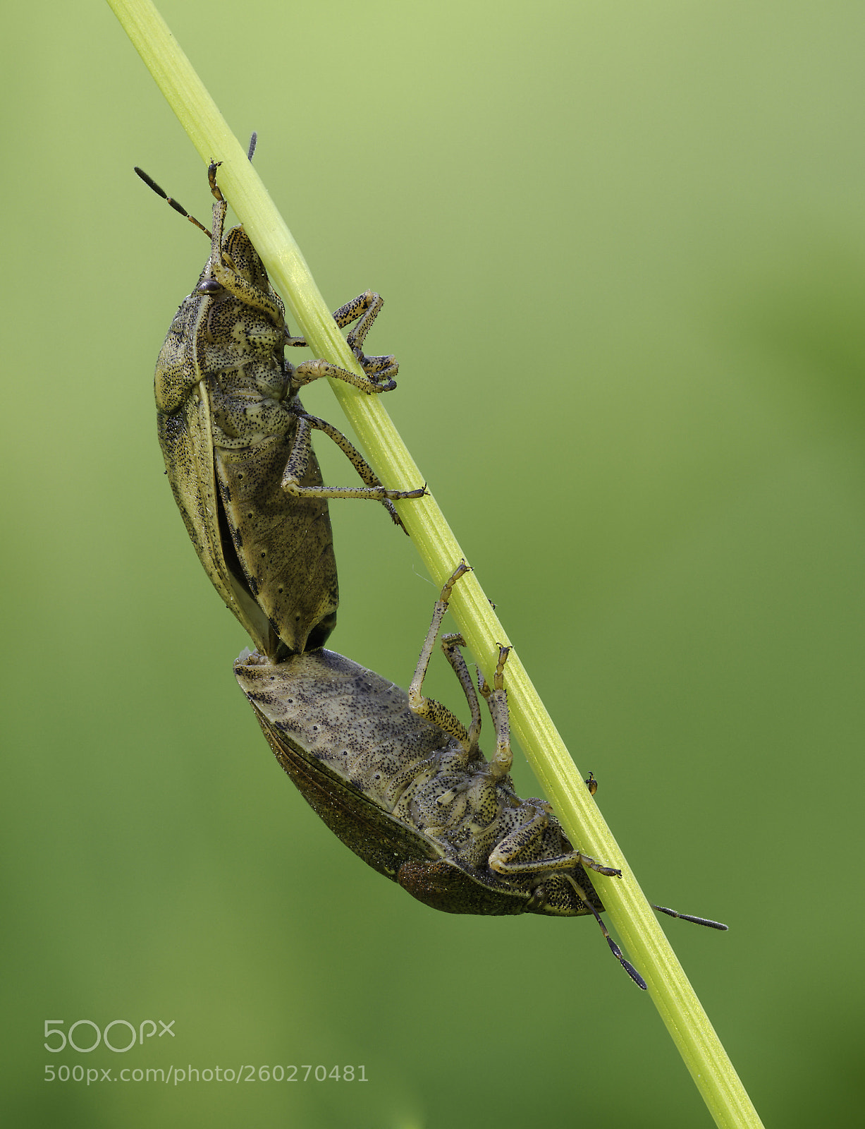 Olympus OM-D E-M1 Mark II sample photo. Heteroptera couple photography