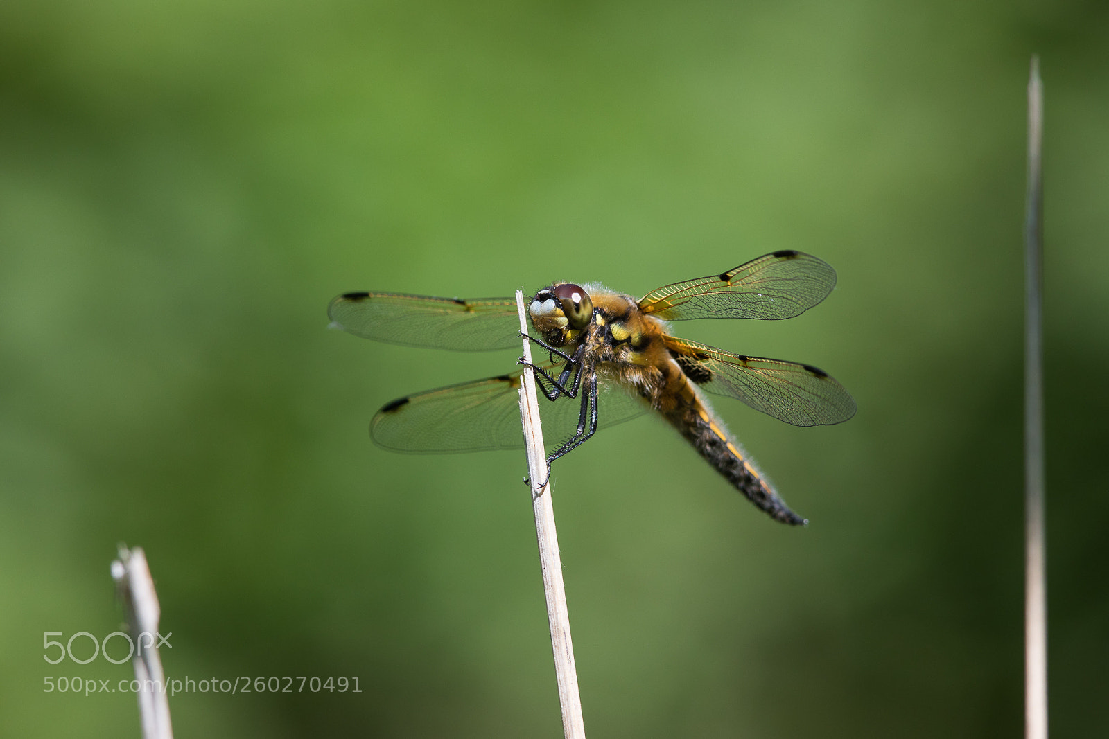 Canon EOS 5D Mark IV sample photo. Libellula quadrimaculata photography
