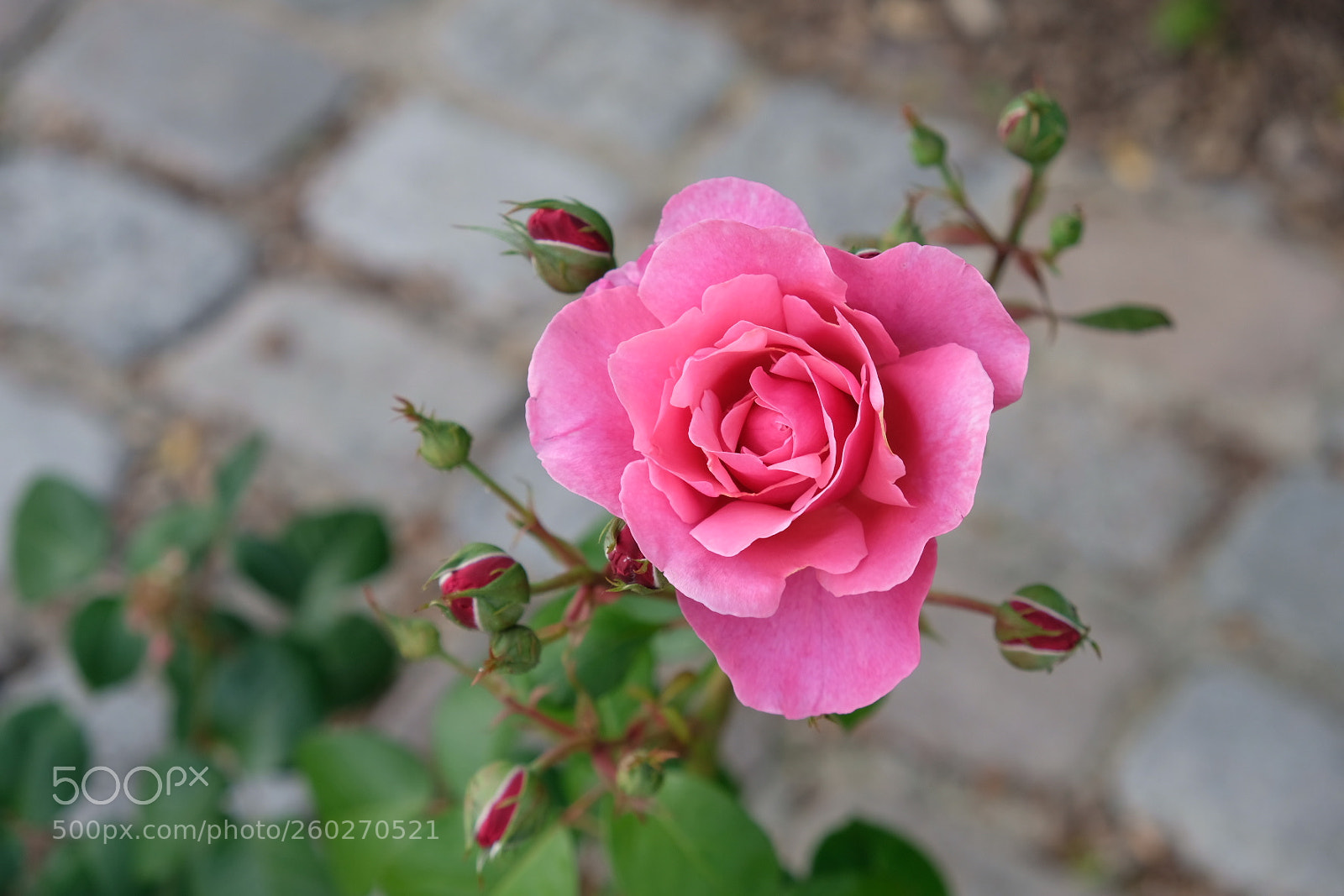 Fujifilm X-T20 sample photo. Rose photography