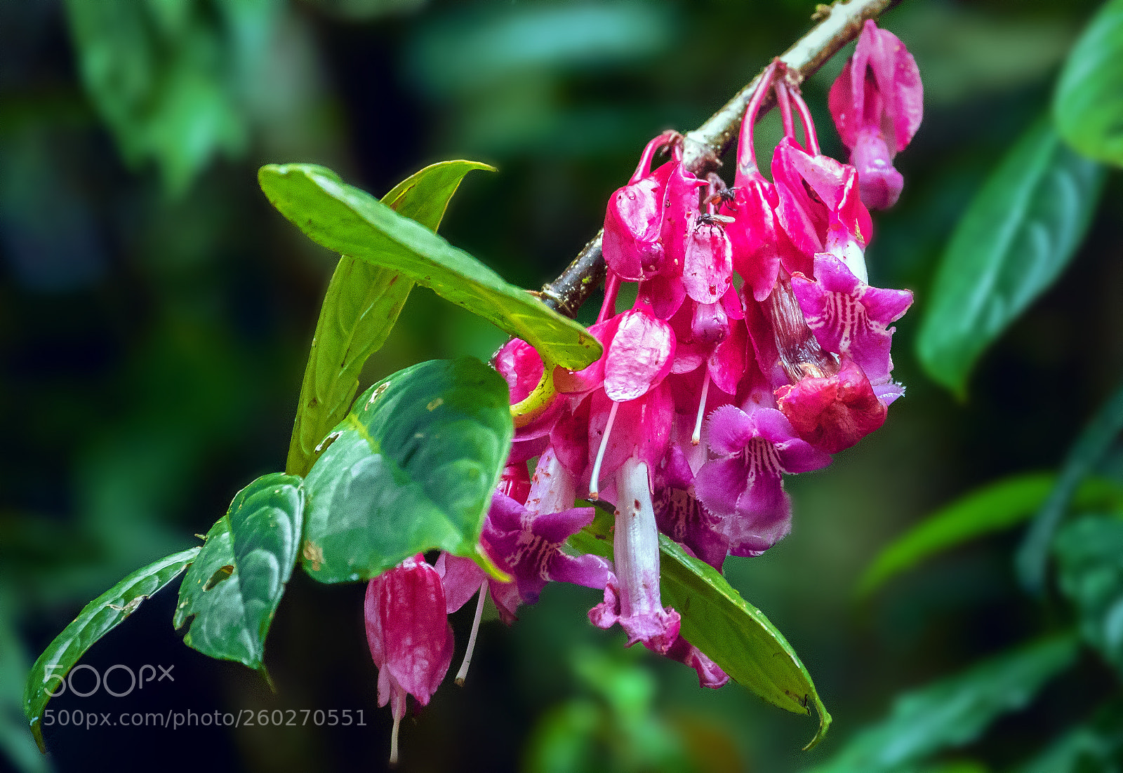 Canon EOS 5D Mark IV sample photo. Fushia in the forest photography