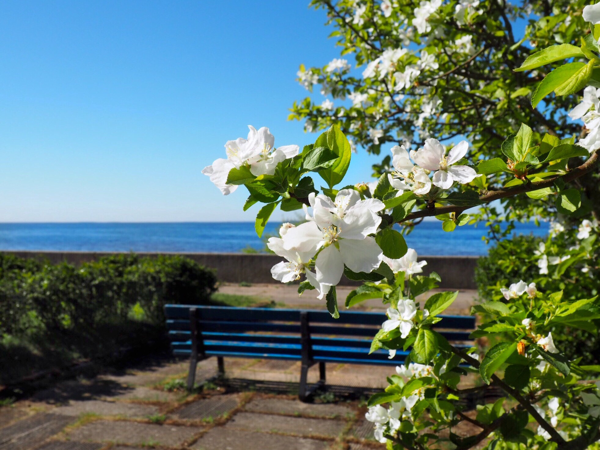 Olympus PEN E-PL7 sample photo. Appel tree photography