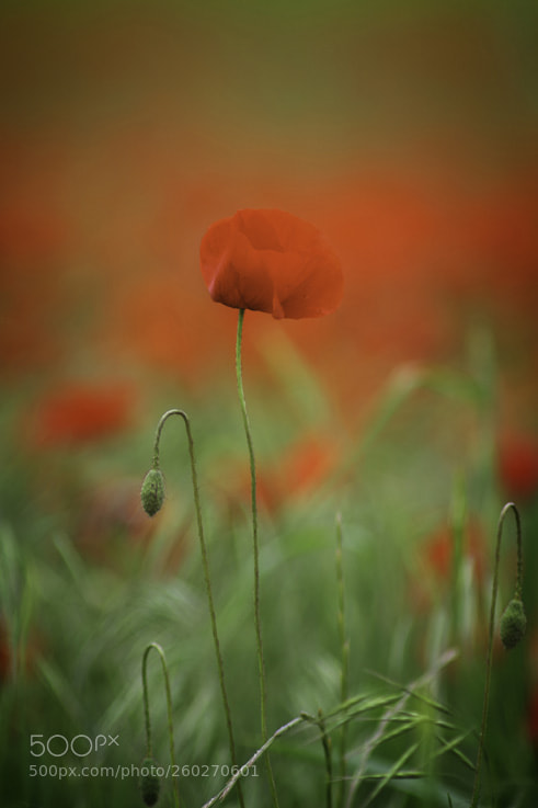 Pentax K-70 sample photo. Coquelicot photography