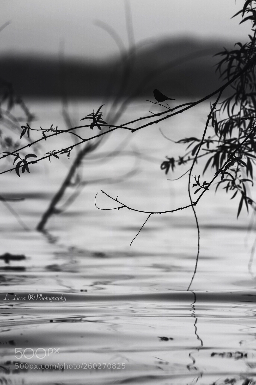 Canon EOS 6D Mark II sample photo. Caress of light 73 photography