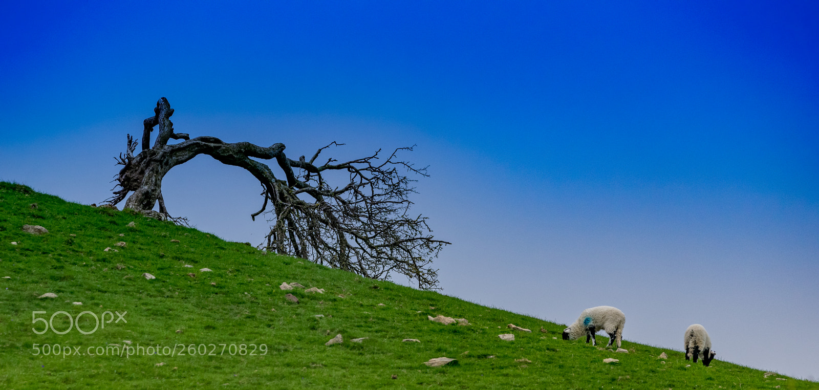 Nikon D3300 sample photo. Old tree at dufton photography