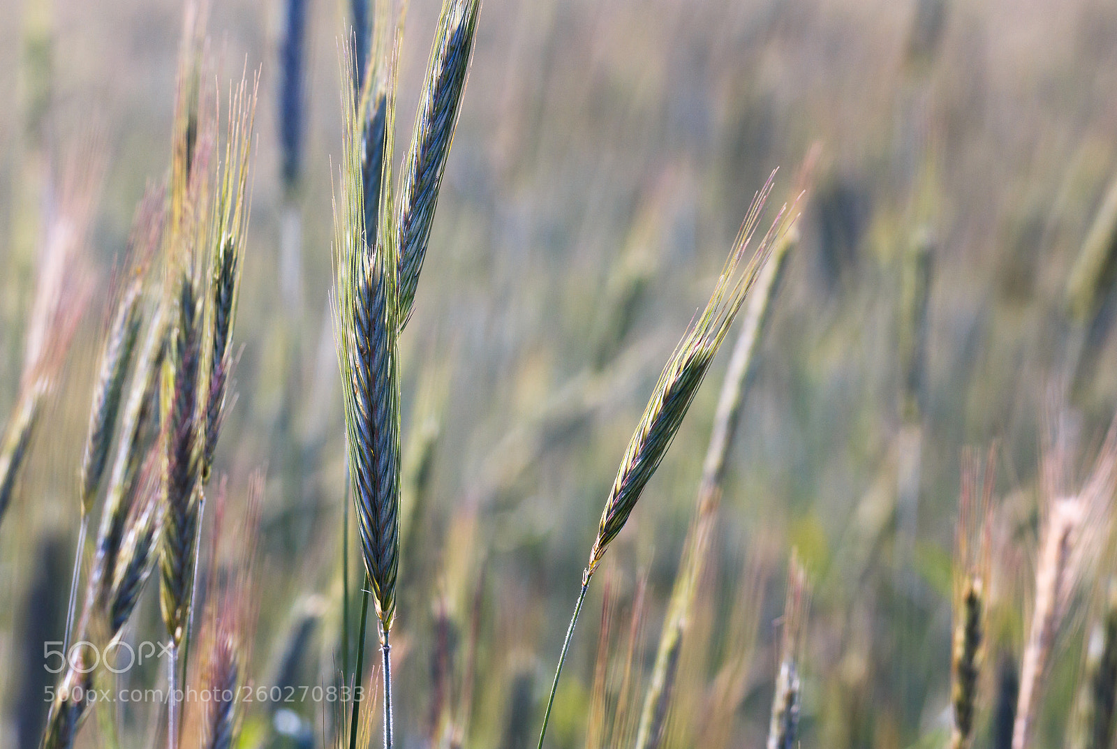 Canon EOS 60D sample photo. 29052018 photography