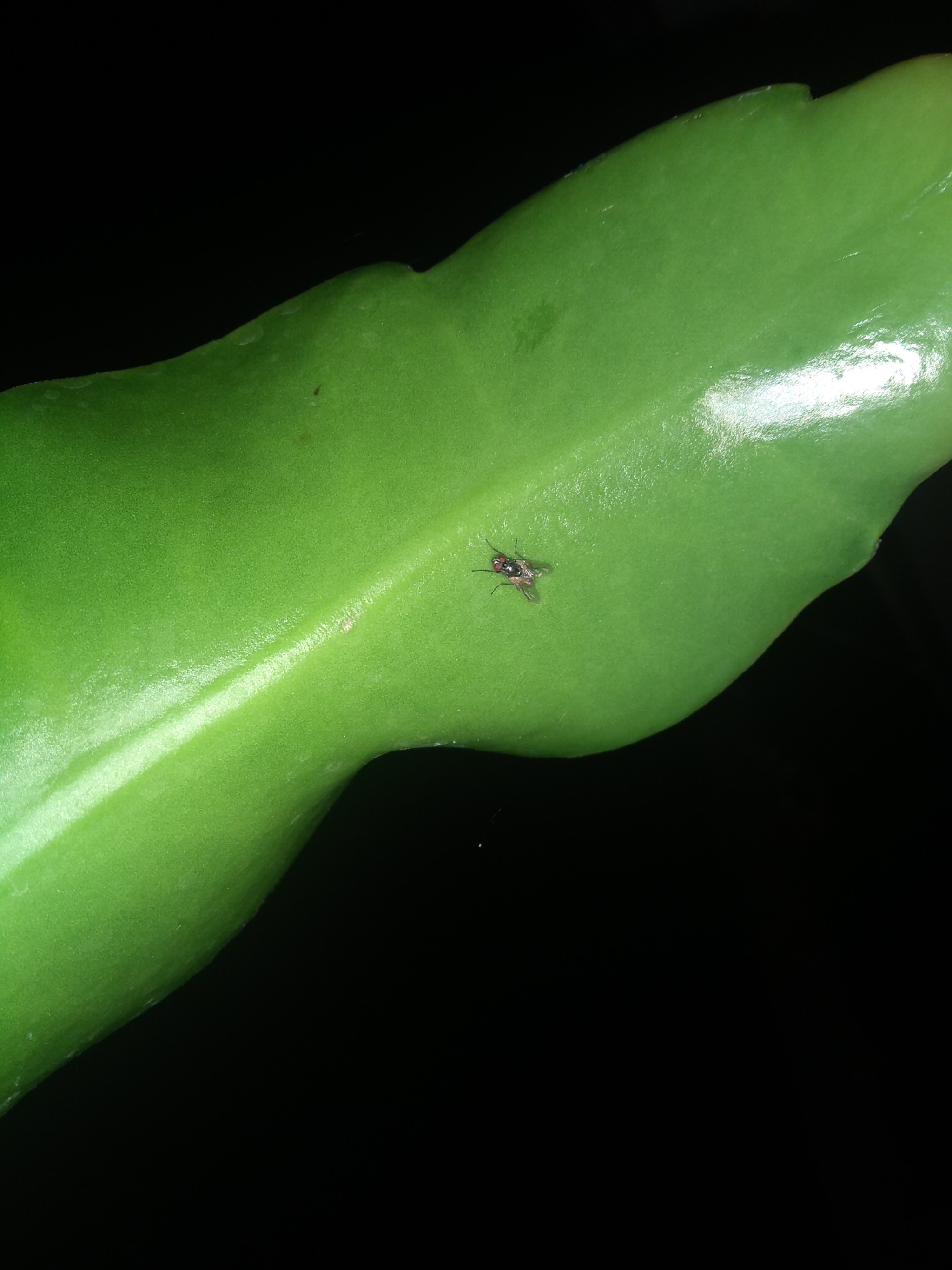 Motorola Moto G (5S) Plus sample photo