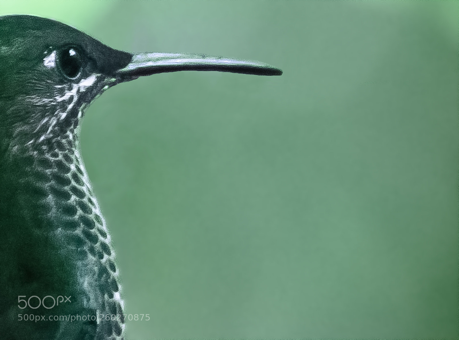 Canon EOS 5D Mark IV sample photo. Hummingbird's eye photography