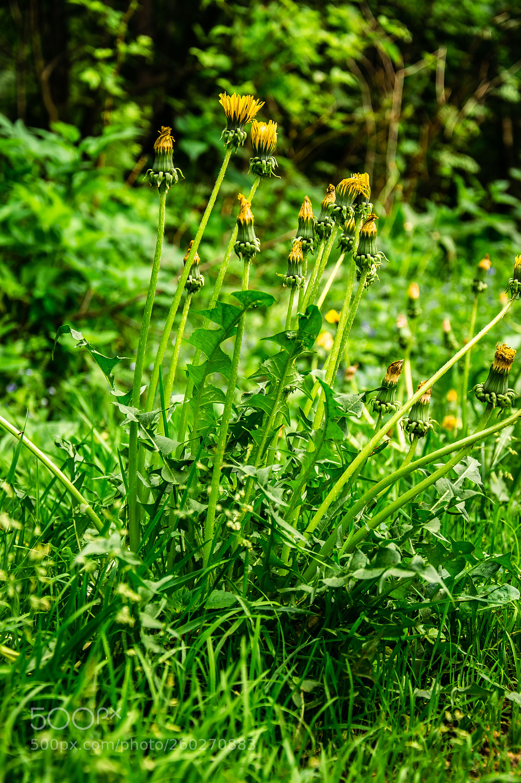 Nikon D3300 sample photo. Dandelion field photography