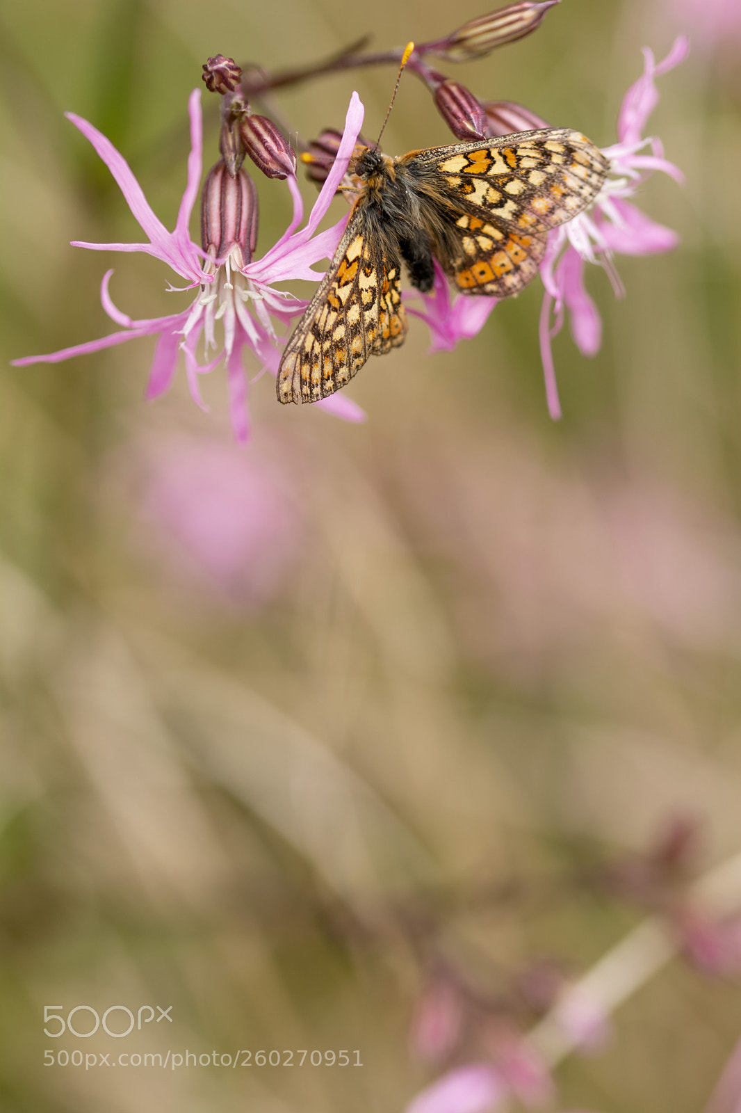 Nikon D7100 sample photo. Marsh fritillary photography