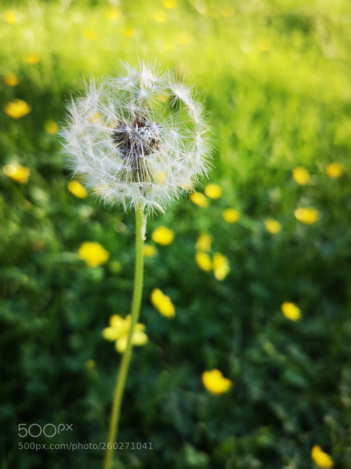 HUAWEI CLT-L29 sample photo. *** photography