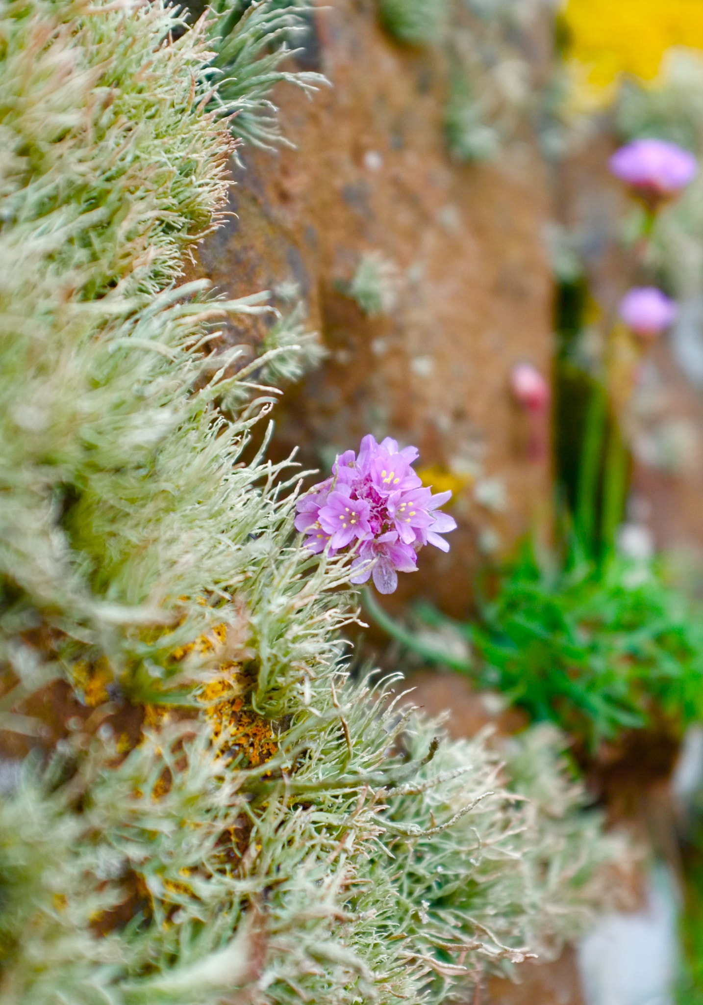 Fujifilm FinePix X100 sample photo. Pink on green photography