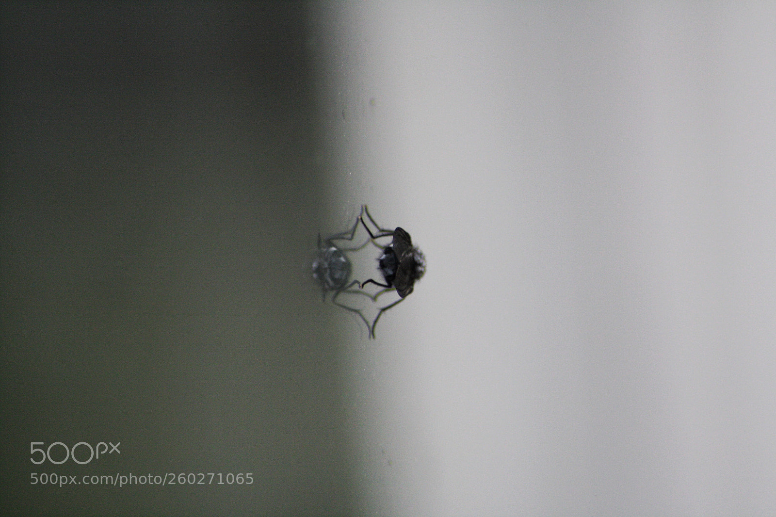 Canon EOS 1000D (EOS Digital Rebel XS / EOS Kiss F) sample photo. Fuzzy fly photography