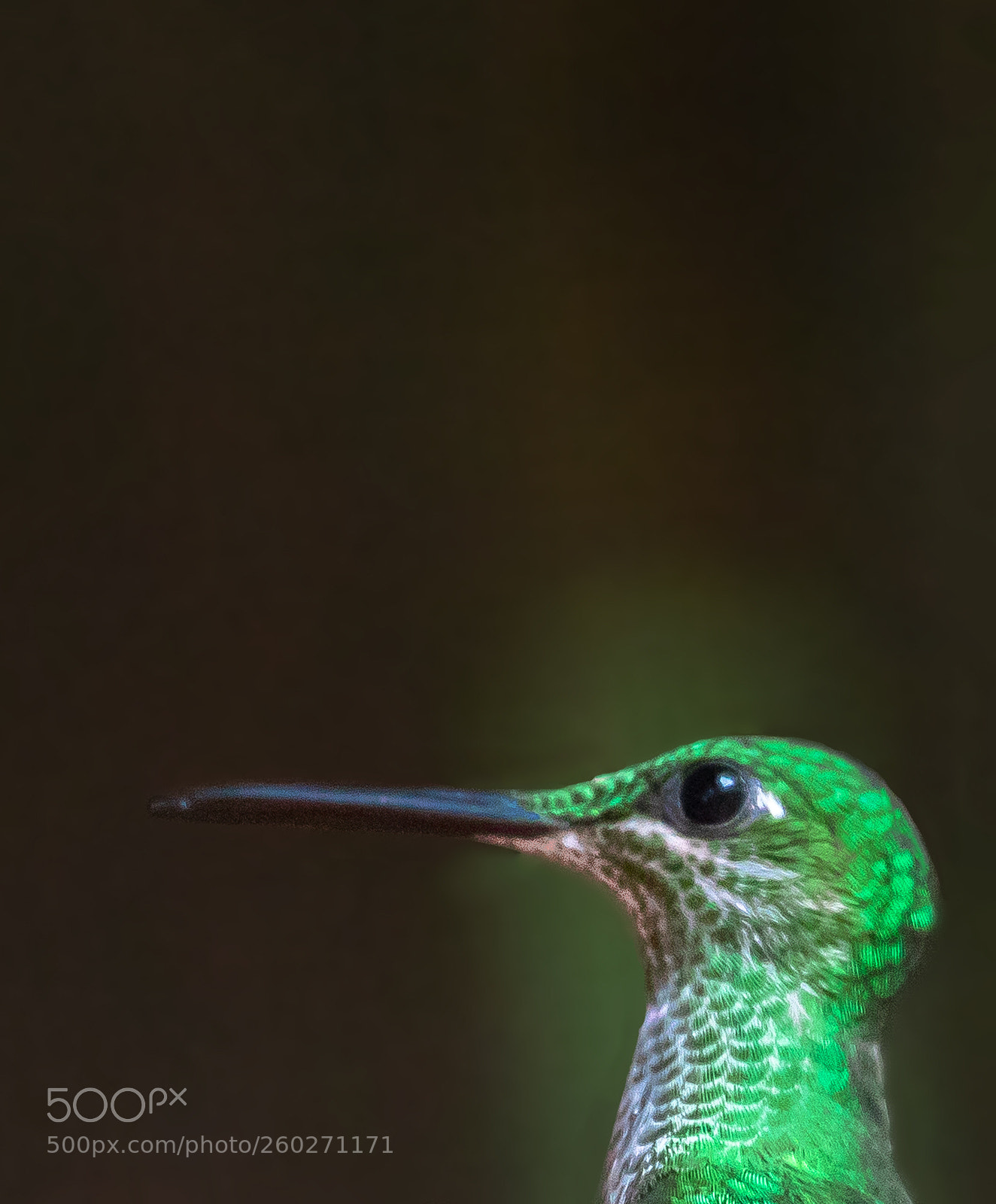 Canon EOS 5D Mark IV sample photo. Hummingbird's beak photography