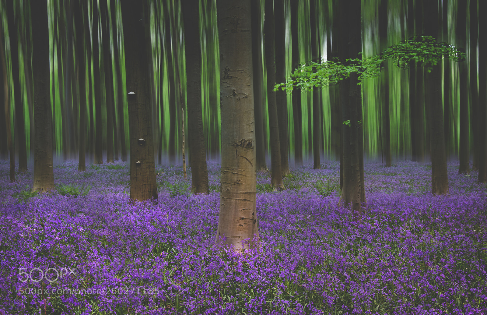 Nikon D5300 sample photo. Purple forest photography