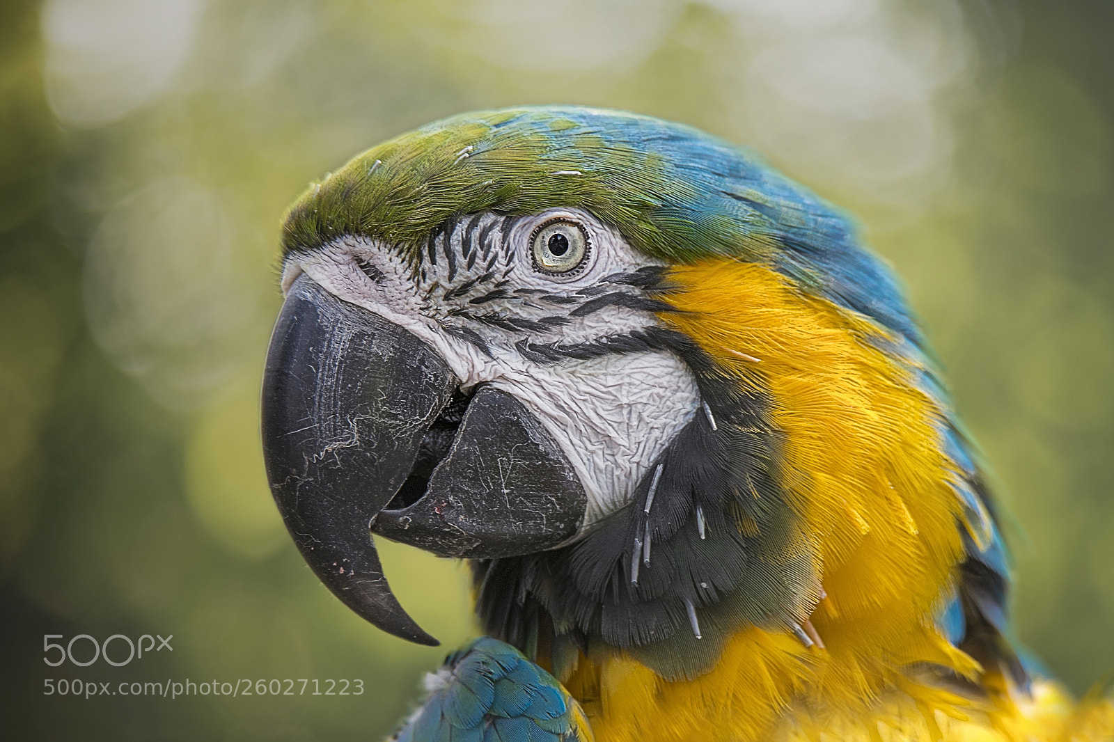 Canon EOS 6D Mark II sample photo. Ara ararauna photography