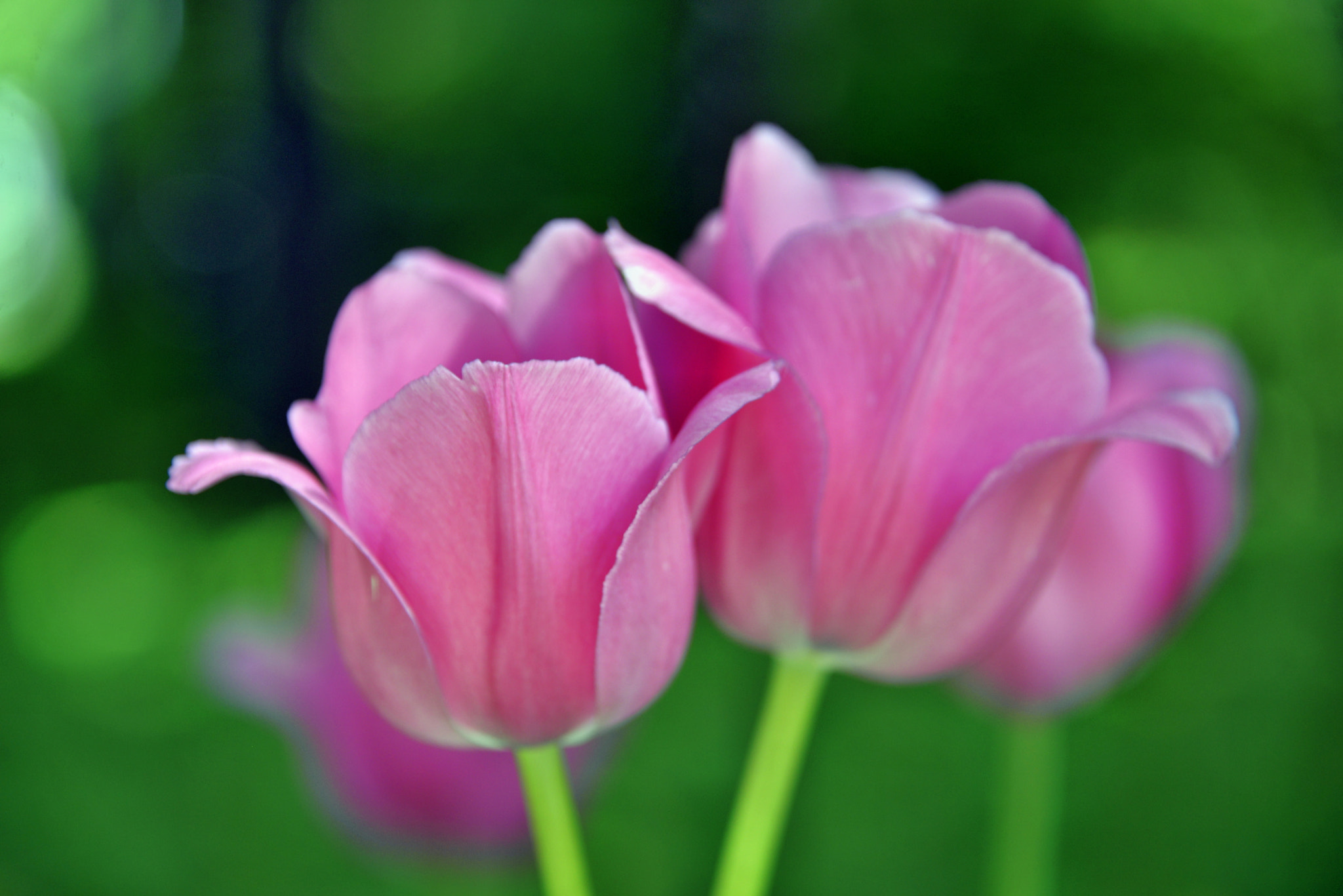Nikon D610 sample photo. Pink tulips photography