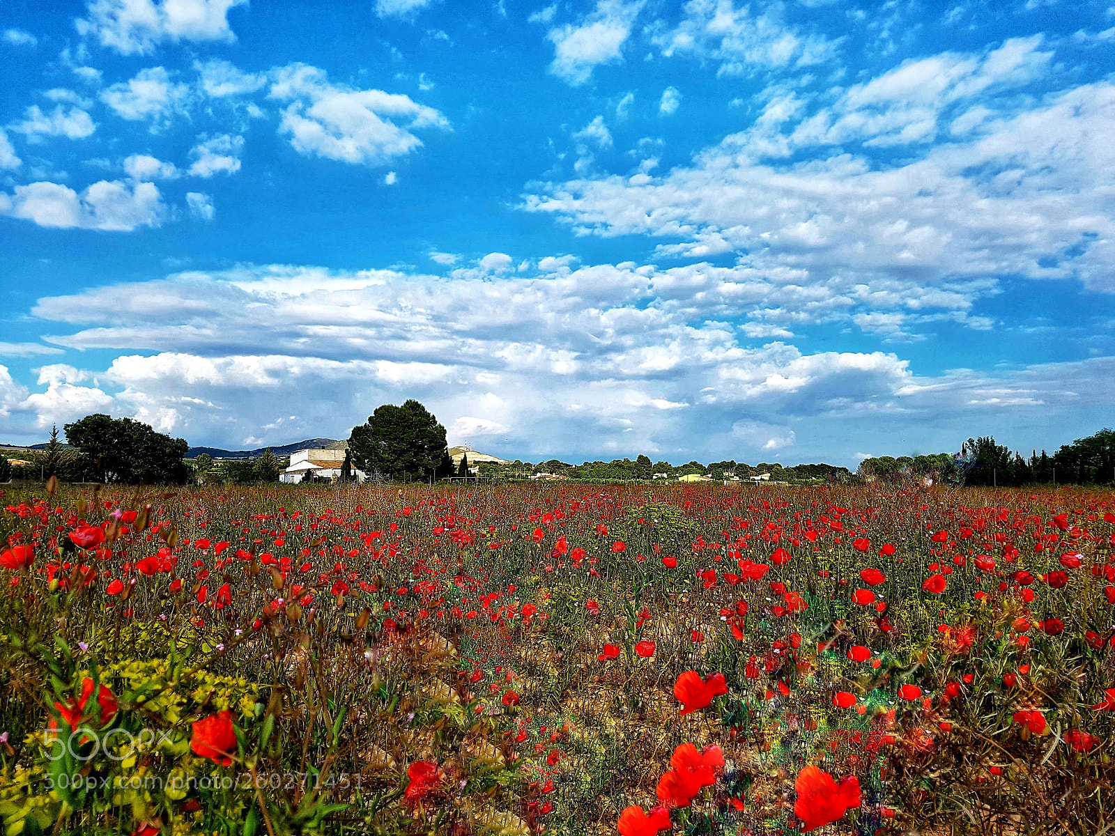 Samsung Galaxy S7 Edge sample photo. Poppies in the sky photography
