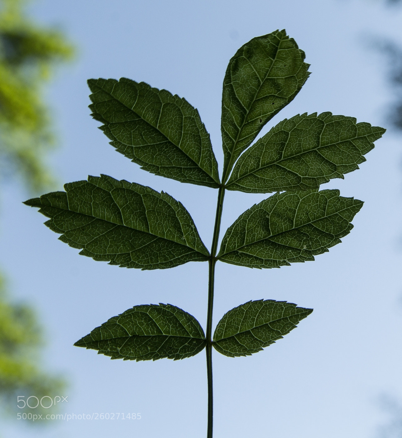 Canon EOS 1200D (EOS Rebel T5 / EOS Kiss X70 / EOS Hi) sample photo. Green leaf photography