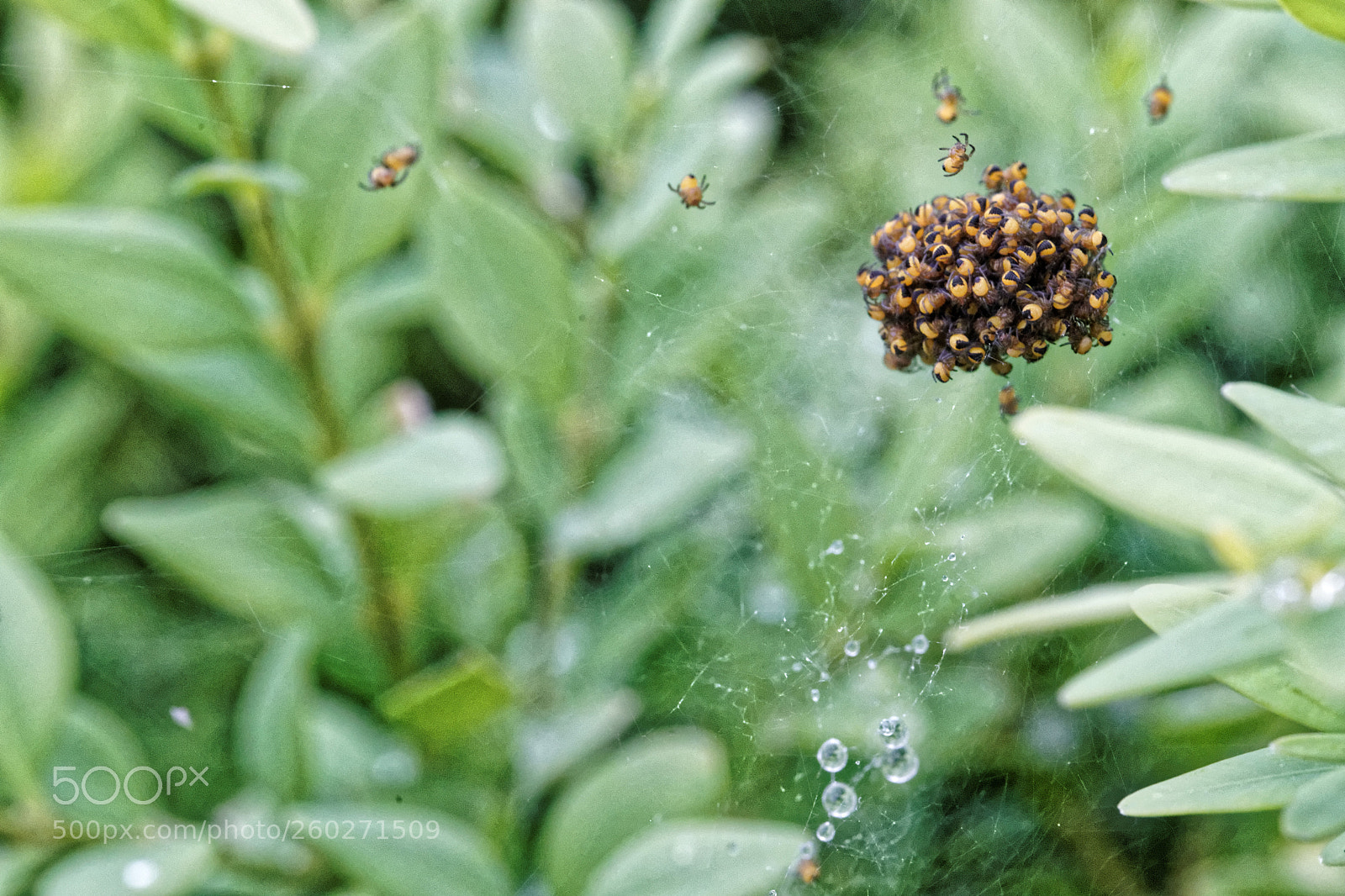 Sony a99 II sample photo. Gossamer thread photography