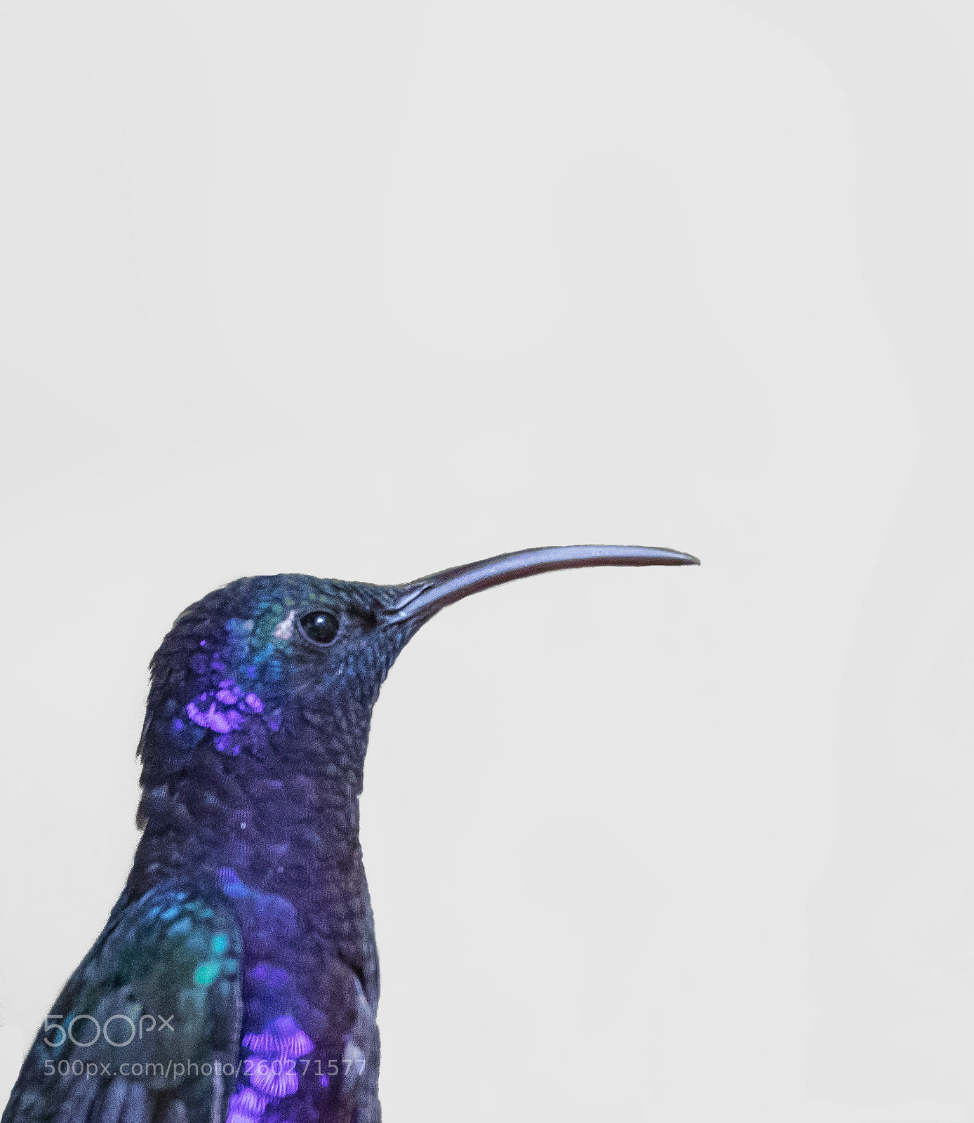 Canon EOS 5D Mark IV sample photo. Purple hummingbird photography