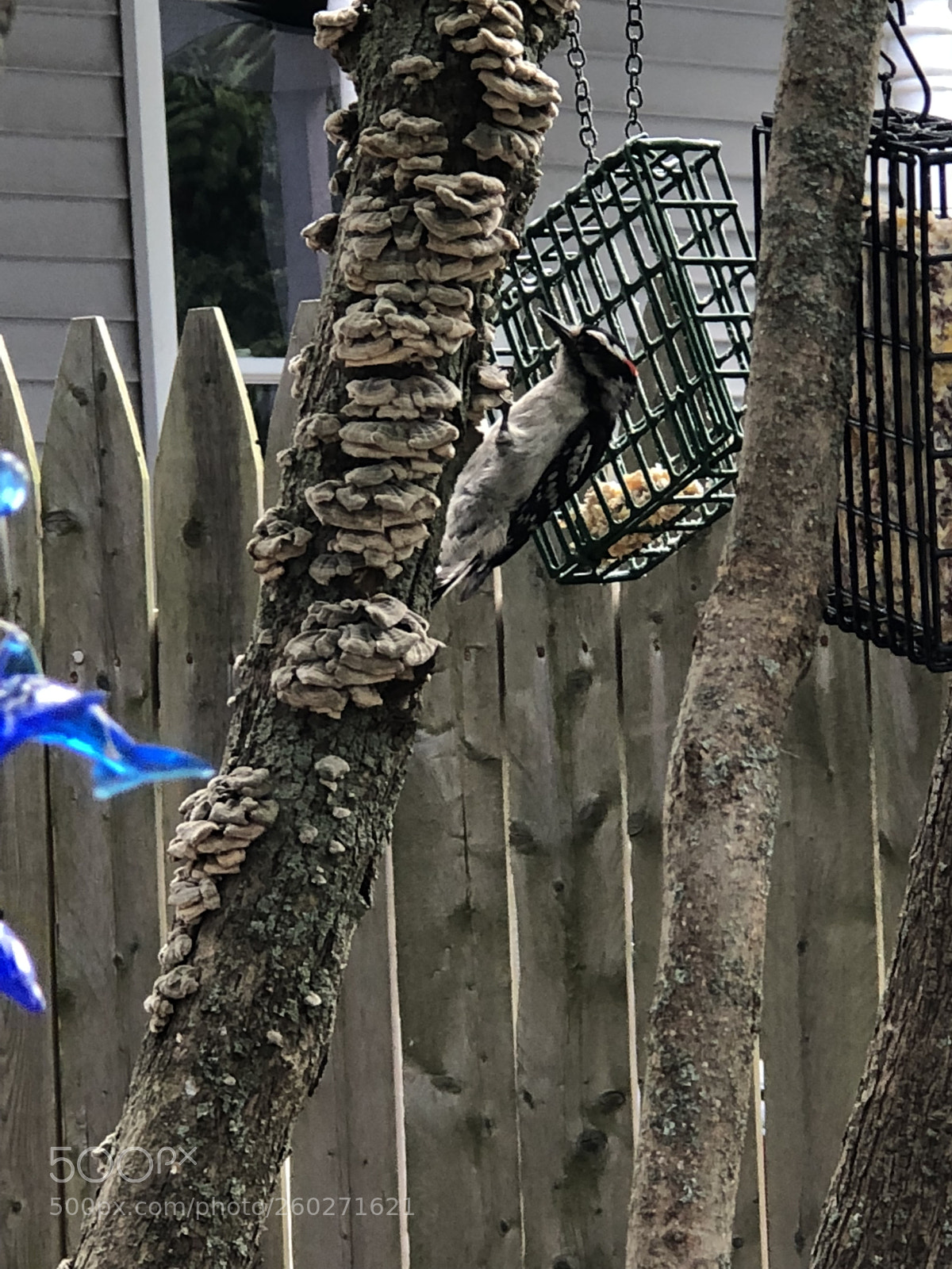 Apple iPhone 8 Plus sample photo. Wildlife culture photography