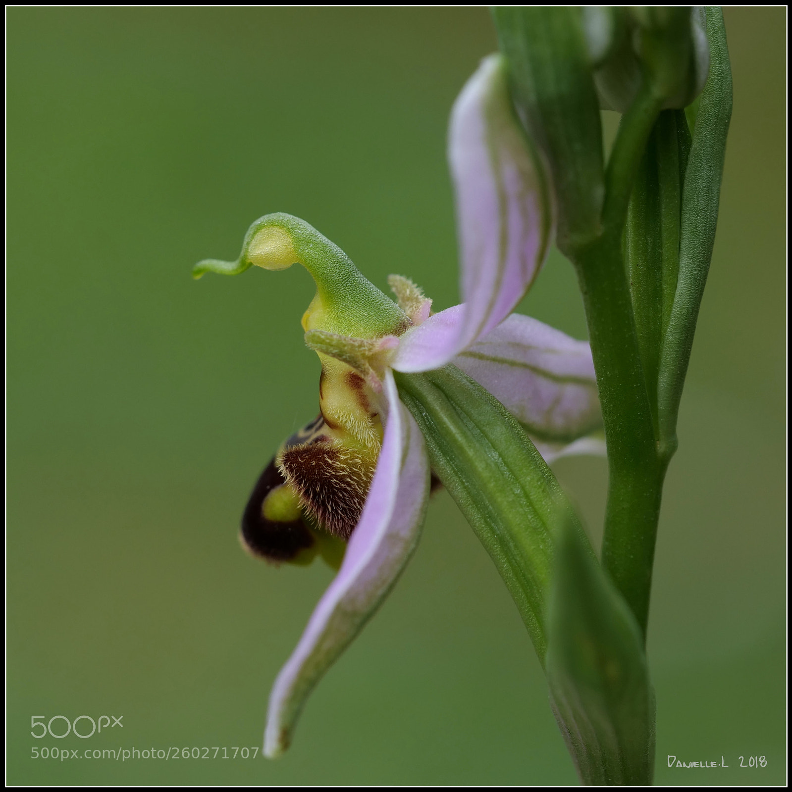 Panasonic Lumix DC-G9 sample photo. Ophrys apifera photography