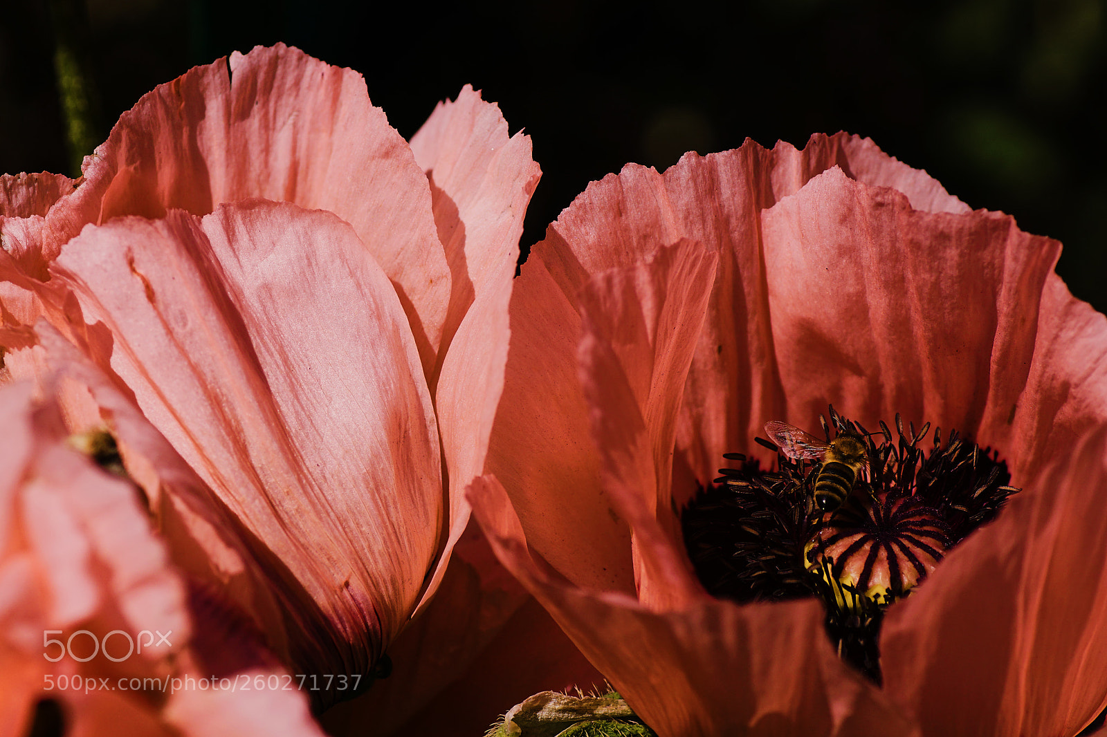 Sony ILCA-77M2 sample photo. Poppy and bee photography