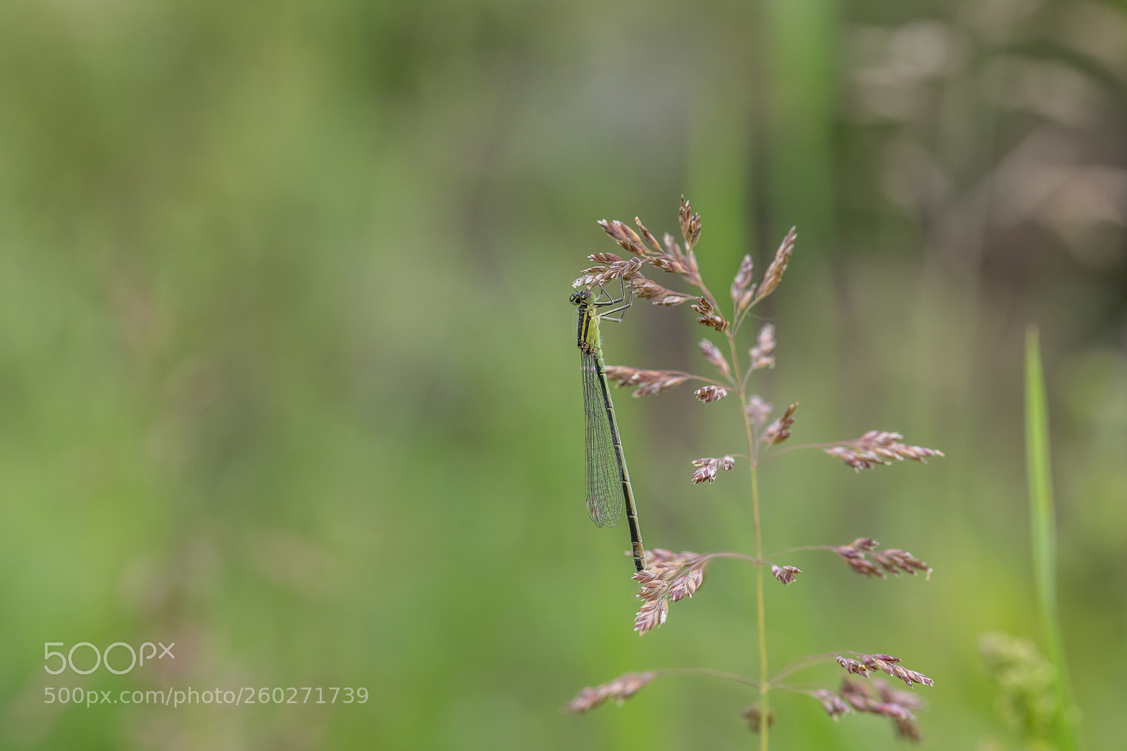 Canon EOS 6D Mark II sample photo. Bluetail photography