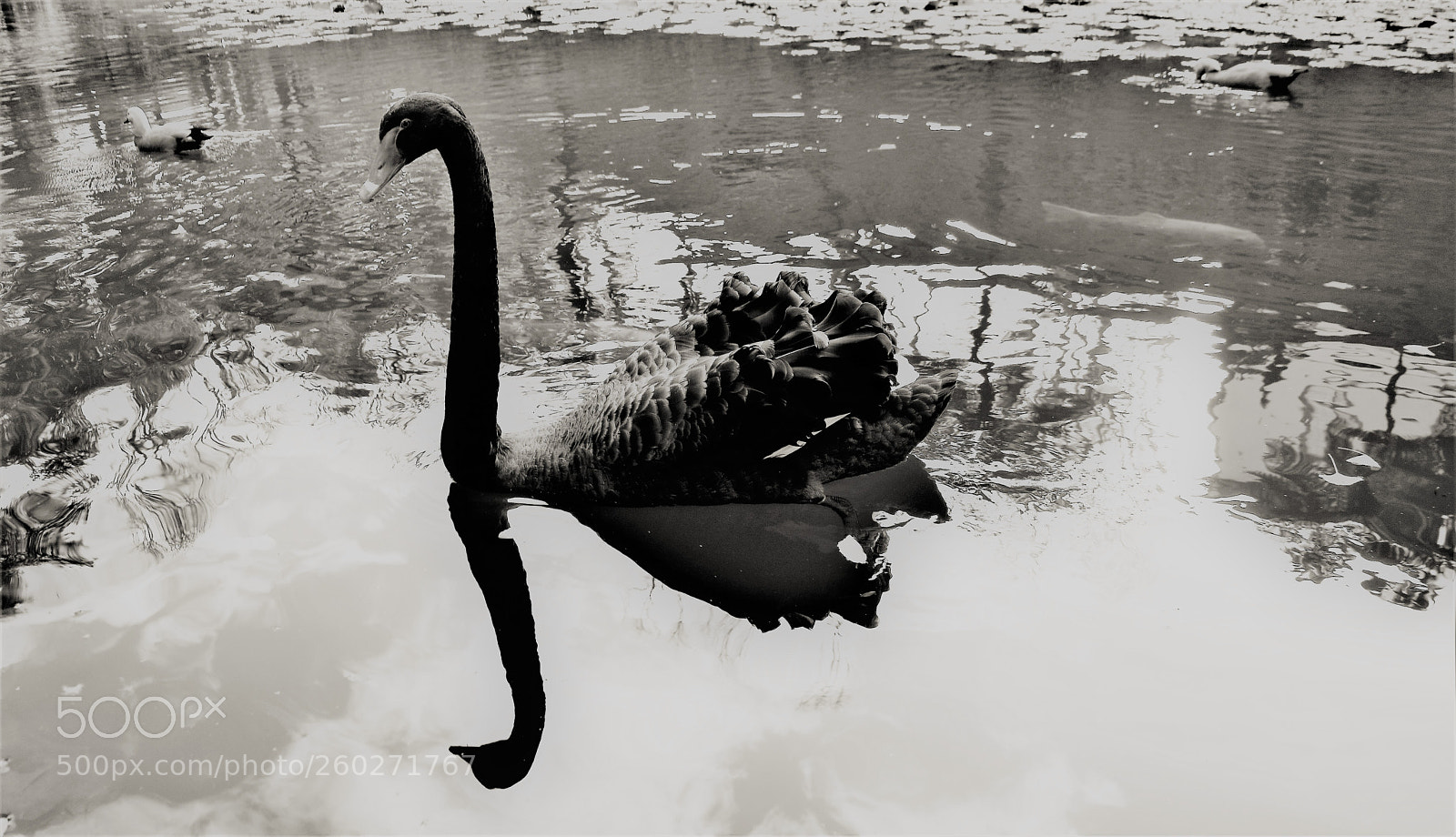 Canon EOS M3 sample photo. The swan and his photography