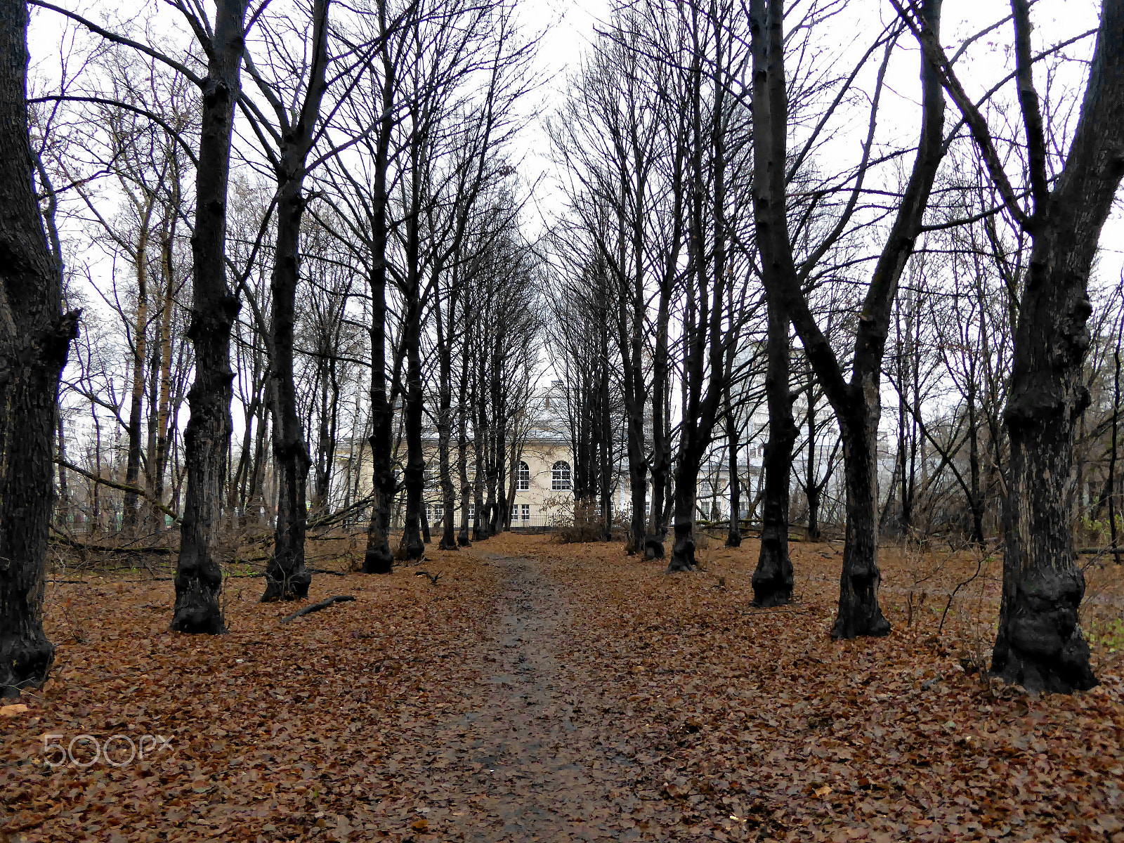 Panasonic Lumix DMC-ZS40 (Lumix DMC-TZ60) sample photo. Linden alley near the theater in november photography